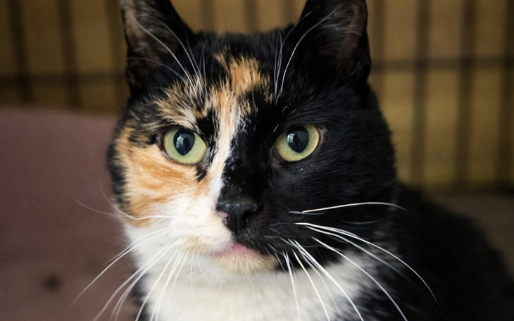 Kot o tricolorowym futrze, patrzący w obiektyw.