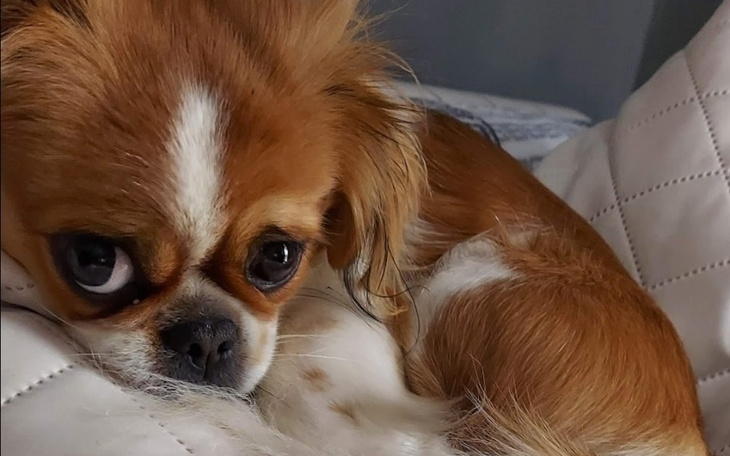 Zbiórka Rehabilitacja pekinczyka - zdjęcie główne