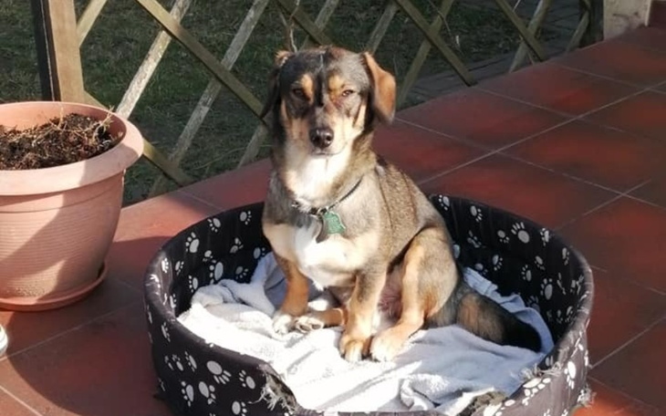 Zbiórka Pilna pomoc dla Keksiusia - zdjęcie główne