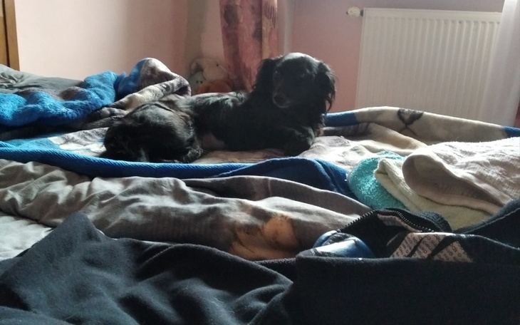 Czarny pies leżący na pościeli w przytulnym wnętrzu.