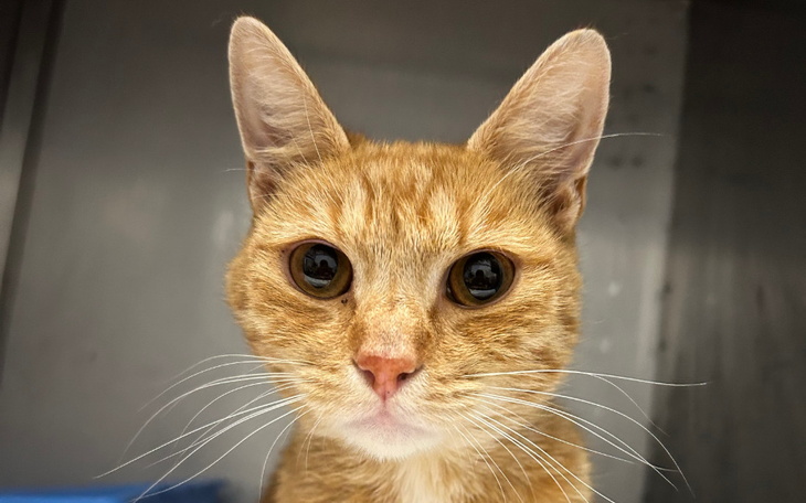 Rudy kot z dużymi oczami, patrzący prosto w obiektyw.