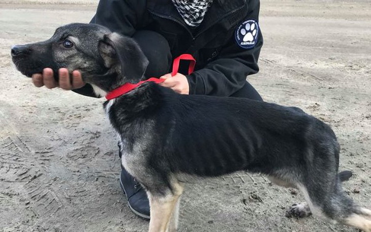 Zbiórka Dramat psów w centrum miasta - zdjęcie główne