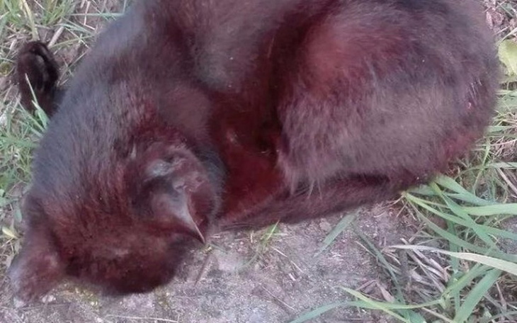Zbiórka Tak czekało cichutko na..ŚMIERĆ - zdjęcie główne