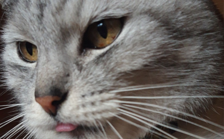 Zbiórka Razem dla Bezdomnych Zwierząt - zdjęcie główne