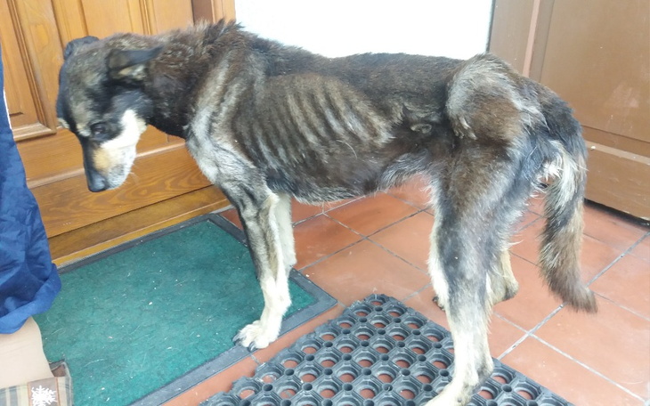 Zbiórka Czaruś błaga o wsparcie - zdjęcie główne