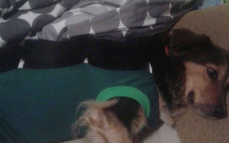 Zbiórka Psotka i kolejna operacja - zdjęcie główne