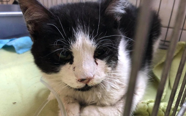 Zbiórka Maxiu - kocurek, który chce żyć - zdjęcie główne