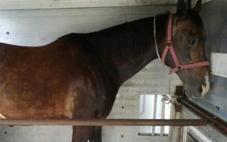 Zbiórka 18 letnia klacz skazana na rzeź! - zdjęcie główne