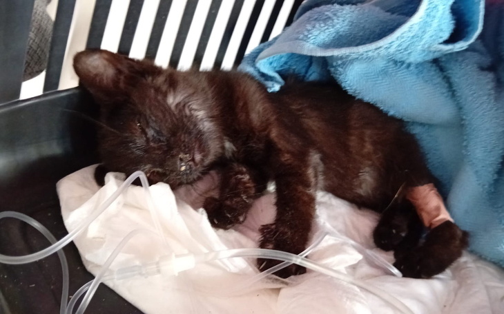 Mały czarny kotek śpiący w koszyku, z kroplówką obok.