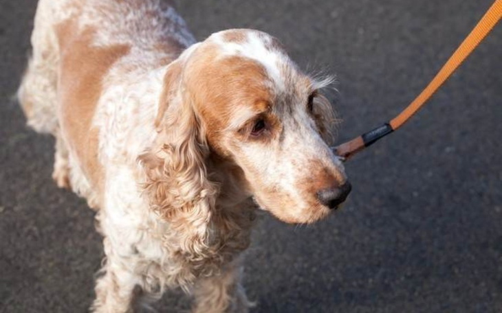 Zbiórka Wiejski spaniel w kojcu. - zdjęcie główne