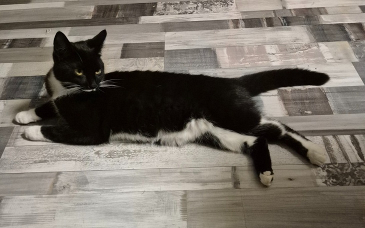 Zbiórka Operacja i rehabilitacji kitki - zdjęcie główne