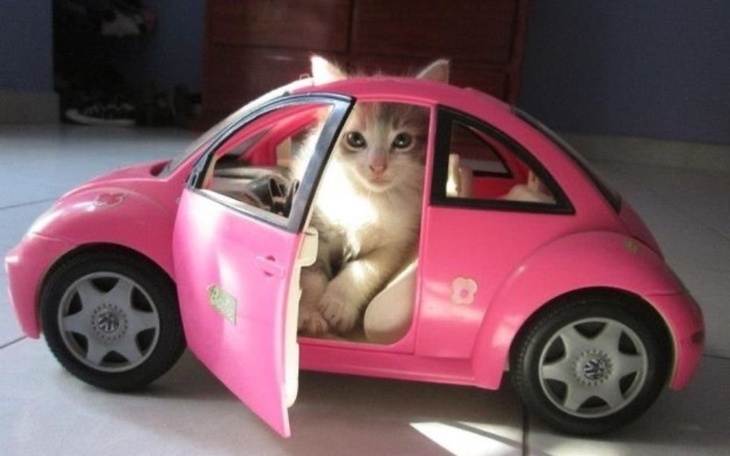Kot siedzący w różowym samochodziku zabawkowym.