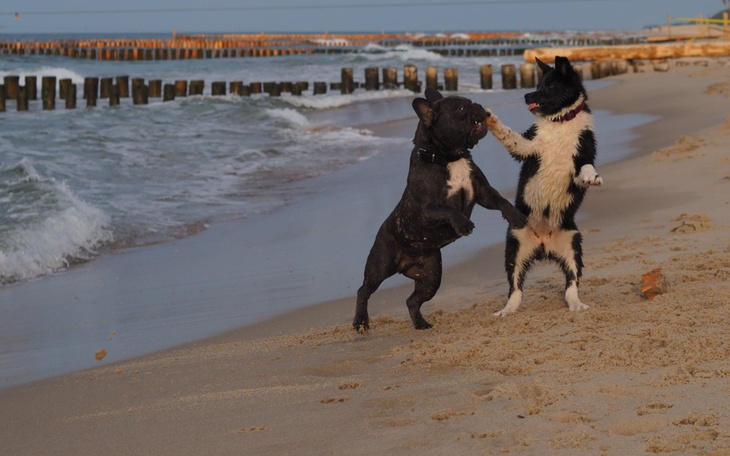 Zbiórka Zbiórka na operację Furii - zdjęcie główne
