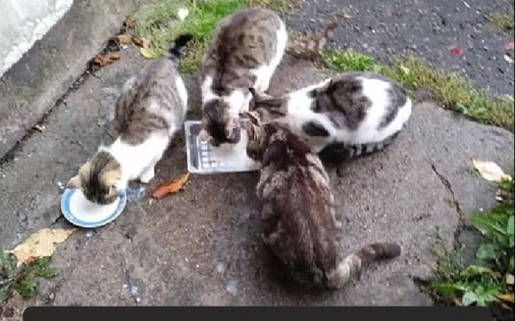 Zbiórka Na pomoc w utrzymaniu 11 kotkow - zdjęcie główne