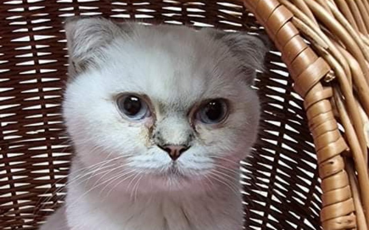 Zbiórka Brylancik potrzebuje Pomocy - zdjęcie główne