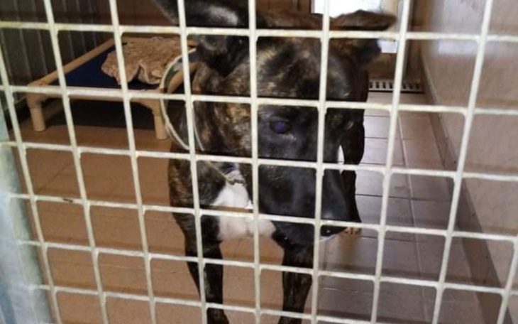 Zbiórka Bingo Uratowany - zdjęcie główne