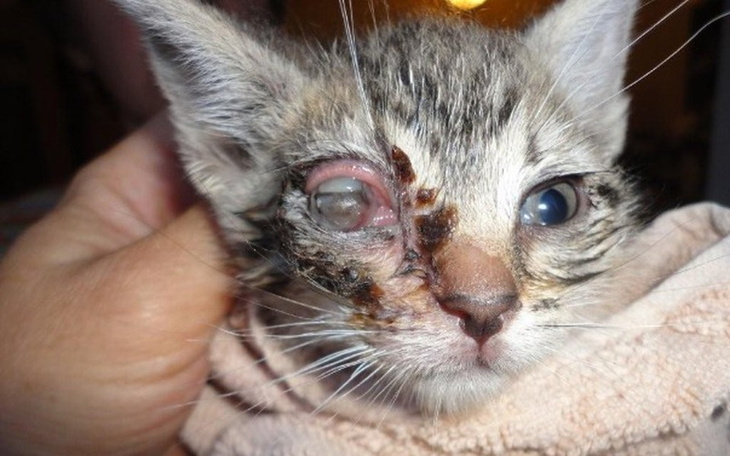 Zbiórka pomóż im - zdjęcie główne