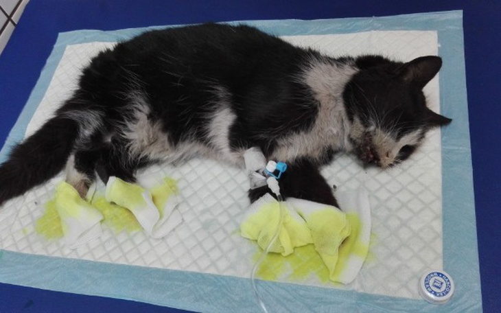 Zbiórka Pomóż Helence stanąć na łapki - zdjęcie główne