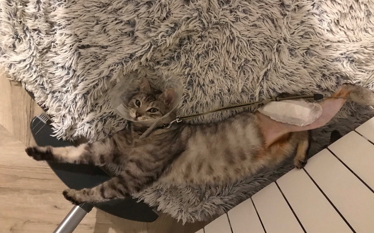 Kot w obroży po operacji, leżący na dywanie.