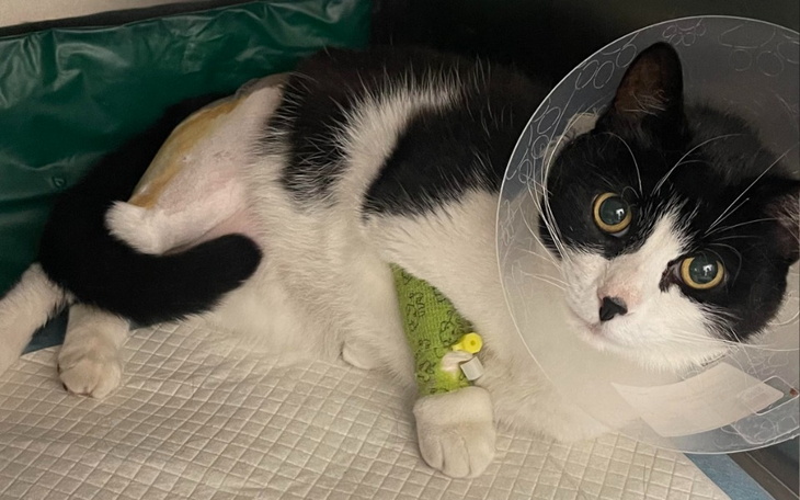 Zbiórka Zabieg lub eutanazja Pomocy - zdjęcie główne