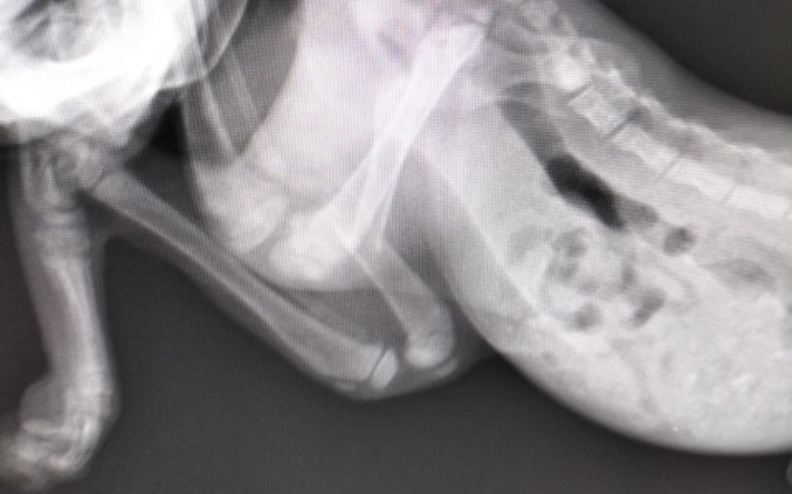 Zdjęcie rentgenowskie psa z widocznymi kośćmi.