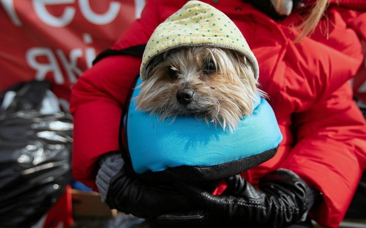 Zbiórka Pomoc dzieciom i psom z Ukrainy - zdjęcie główne