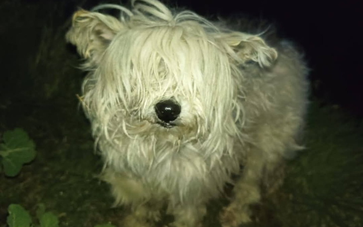 Pies z długą, białą sierścią, z zasłoniętymi oczami, na tle ciemnej scenerii.