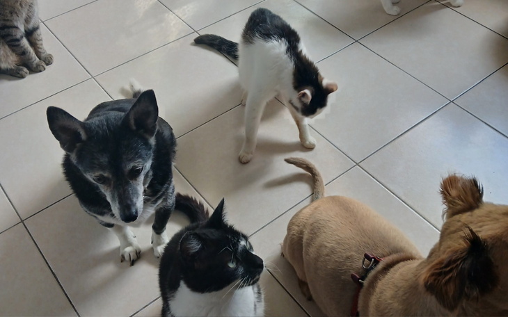 Grupa zwierząt: psy i koty w pomieszczeniu.