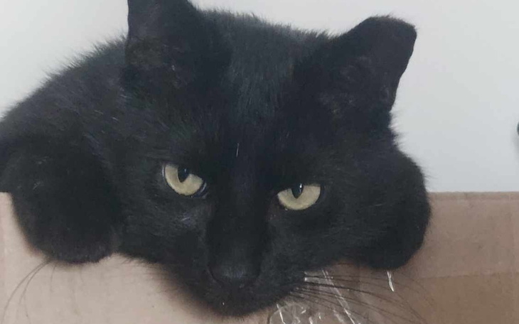 Czarny kot leżący na kartonie, z wyrazem smutku.