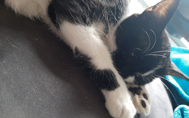 Zbiórka 6 mies. Róża umiera na anemie - zdjęcie główne