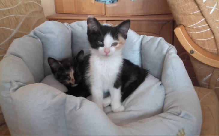 Zbiórka Szylkretkowe chrzciny :) - zdjęcie główne