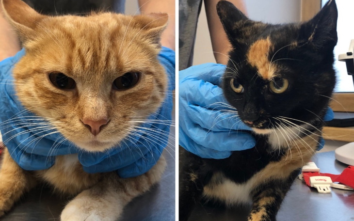 Dwa koty w klinice weterynaryjnej.