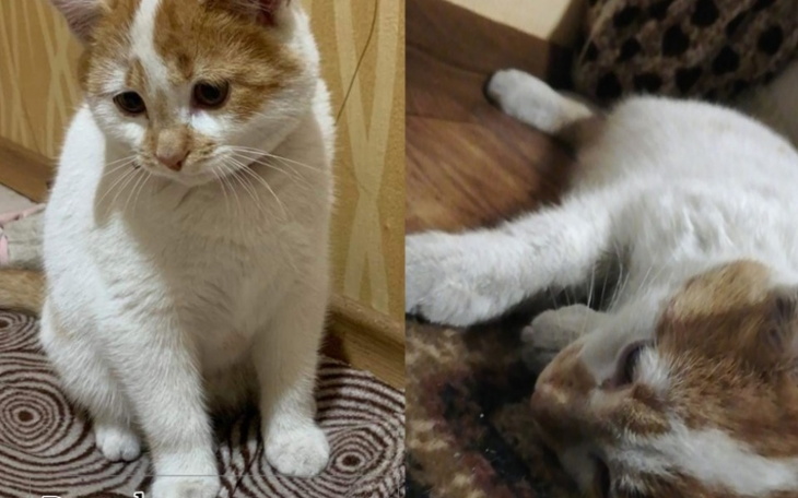 Zbiórka Zbiórka na kotka po wypadku - zdjęcie główne