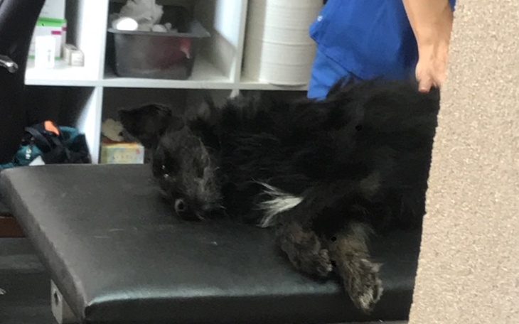 Zbiórka Piesek nam umiera - zdjęcie główne