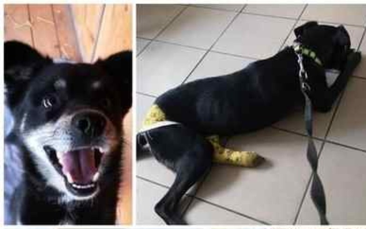 Zbiórka Suplementy dla Radysiaków - zdjęcie główne