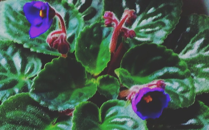 Zbiórka Domek dla roślin - zdjęcie główne