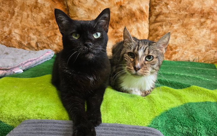 Dwa koty leżą obok siebie na zielonym kocu.