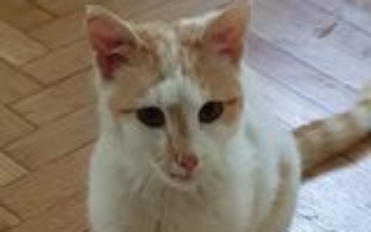 Zbiórka Ratujemy łapę Łobuza - zdjęcie główne