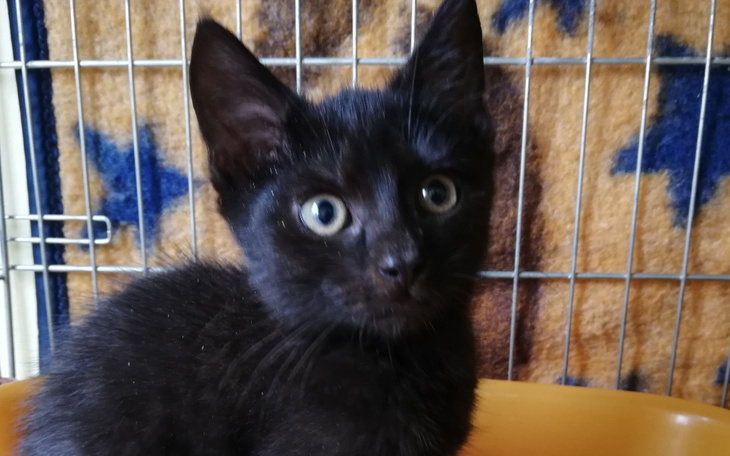 Zbiórka Diego, czeka za Tęczowym Mostem - zdjęcie główne