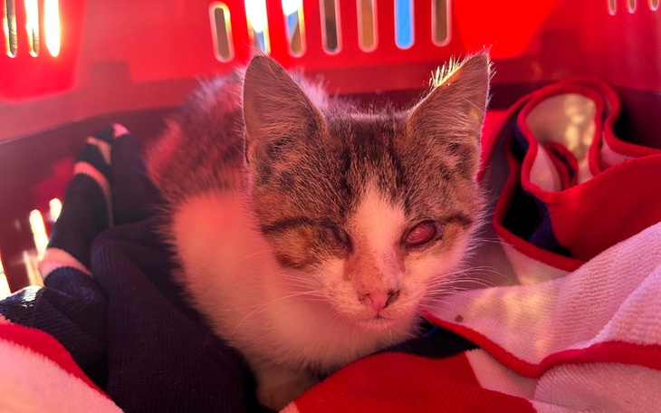 Zbiórka Leczenie małej kotki z ulicy - zdjęcie główne