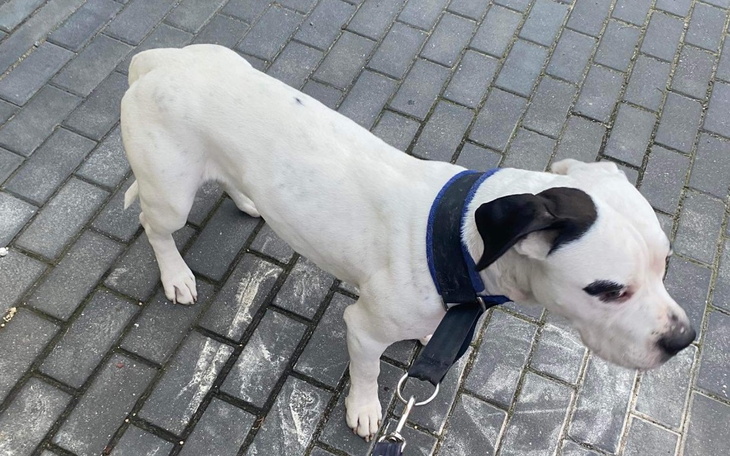 Zbiórka Diagnostyka Majkiego - zdjęcie główne