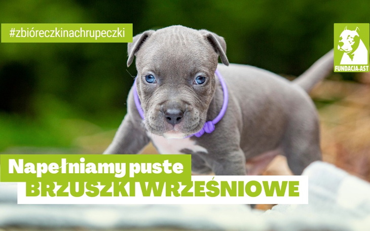 Zbiórka Napełniamy puste brzuszki - zdjęcie główne