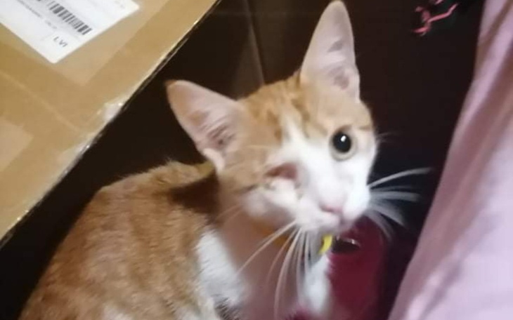 Zbiórka Na pomoc dla zwierząt Very - zdjęcie główne