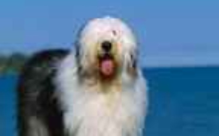 Zbiórka Zbieramy na obcięcie psa bo mu g - zdjęcie główne