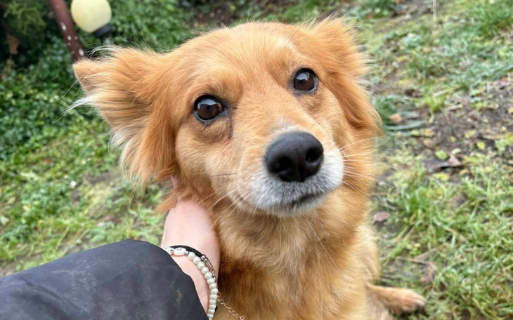 Pies z brązowym futrem, patrzy z ciekawością.