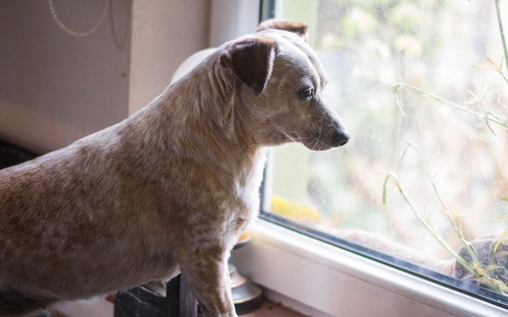 Zbiórka Biedronka traci wzrok, pomocy - zdjęcie główne