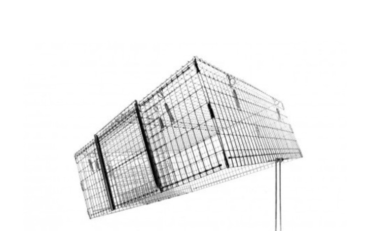 Zbiórka Na klatkę łapkę i kocią karmę - zdjęcie główne