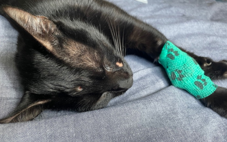 Zbiórka Operacja kota Fenka - zdjęcie główne