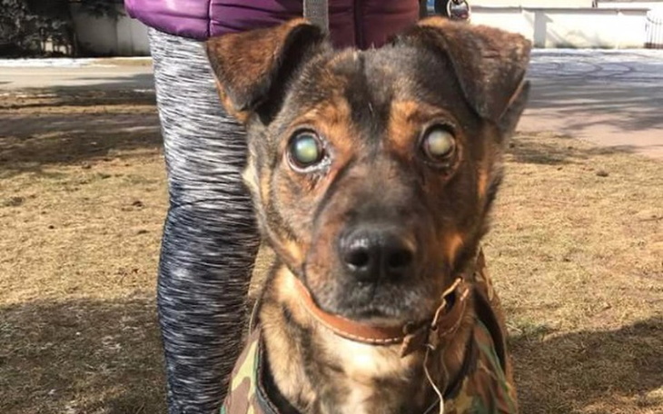 Zbiórka Leczenie okulistyczne Ptasia - zdjęcie główne