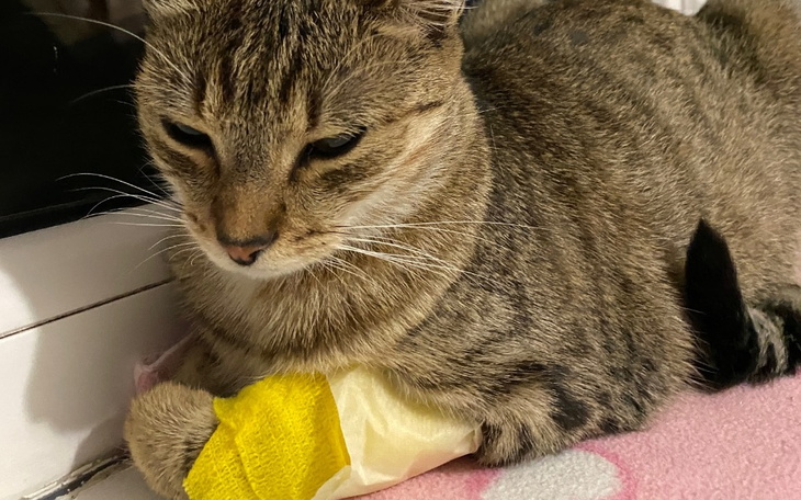 Zbiórka chora na śmiertelną chorobę - zdjęcie główne